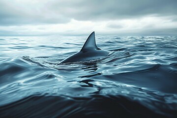 A shark is swimming in the ocean with its tail sticking out of the water