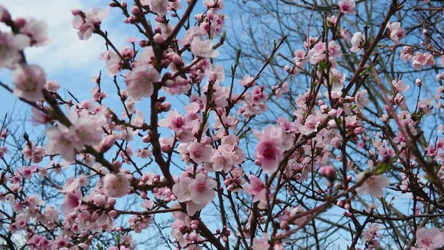 Apricot or peach branch with flowers in spring bloom. Pink purple spring flowers. Prunus armeniaca flowers with five white to pinkish petals. They are produced singly or in pairs in early spring