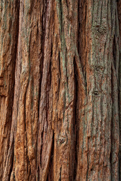 Pine Forest in Yosemite