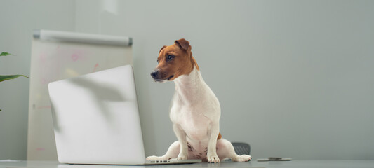 smart dog in the office with a laptop - obrazy, fototapety, plakaty