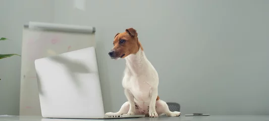 Rolgordijnen smart dog in the office with a laptop © serhii