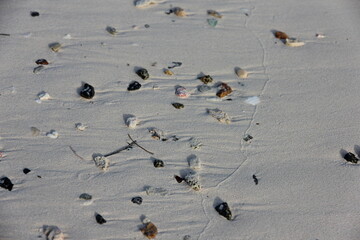rocks and shells on the white beach