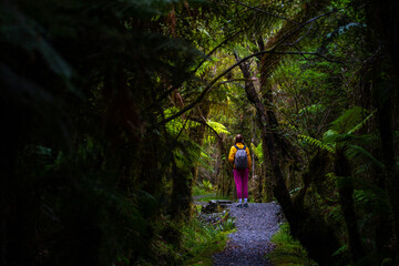 hiker girl walking through dense temperate rainforest on the way to monro beach, west coast of new zealand south island; lush vegetation in a jungle full of tree ferns