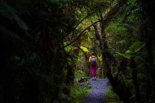 hiker girl walking through dense temperate rainforest on the way to monro beach, west coast of new zealand south island; lush vegetation in a jungle full of tree ferns