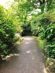 Naklejka premium path in the park