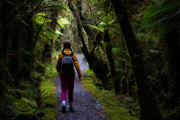 hiker girl walking through dense temperate rainforest on the way to monro beach, west coast of new zealand south island; lush vegetation in a jungle full of tree ferns