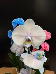 Colorful  orchid flowers