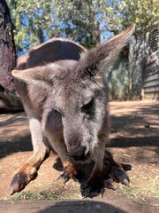 a close-up picture of a kangaroo eating hay