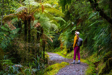 hiker girl walking through dense temperate rainforest on the way to monro beach, west coast of new zealand south island; lush vegetation in a jungle full of tree ferns