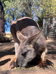a close-up picture of a kangaroo eating hay