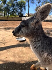 a close-up picture of a kangaroo's profile