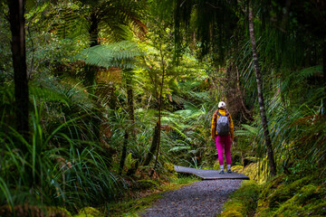 hiker girl walking through dense temperate rainforest on the way to monro beach, west coast of new zealand south island; lush vegetation in a jungle full of tree ferns