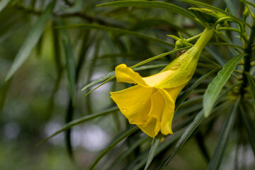Yellow flower of Cascabela thevetia, known as Bee-still Tree, Luckynut, Yellow oleander or Ginje.