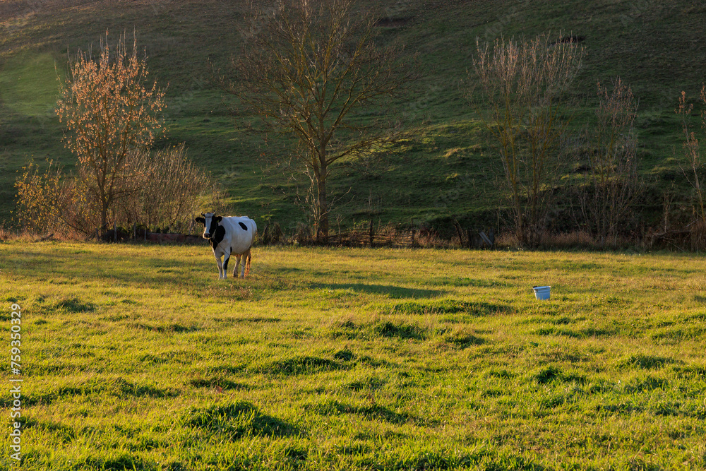 Wall mural a cow is standing in a grassy field