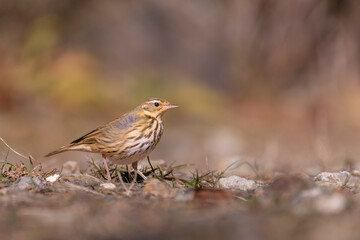 Olive-backed Pipit bird on the ground
