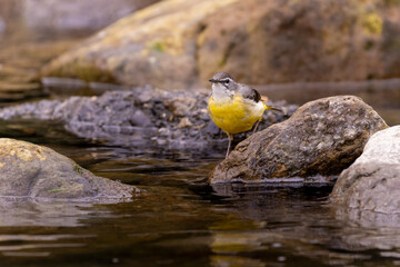 Bird sitting on  a rock, gray wagtail sitting on a rock