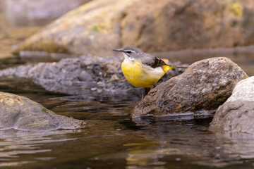 Bird sitting on  a rock, gray wagtail sitting on a rock
