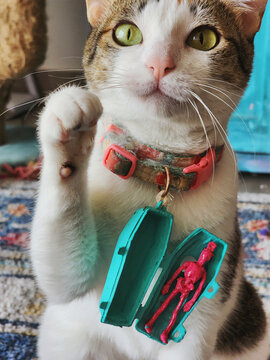 Pet Cat Halloween Costume