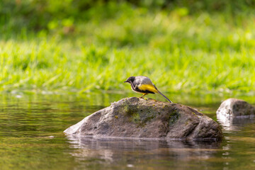 Bird sitting on  a rock, gray wagtail sitting on a rock