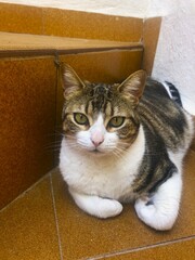 Gatita guapa