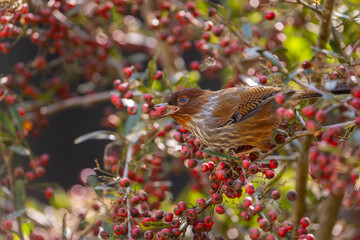 Taiwan Barwing endemic bird of Taiwan eating red fruits from the tree
