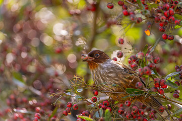 Taiwan barwing bird eating red fruits in a tree