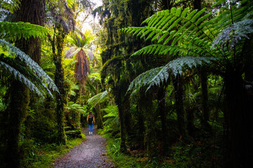 Fototapeta premium hiker girl admiring unique vegetation of native rainforest in mount aspiring national park, new zealand south island, walking through magic forest on the way to roaring billy falls 