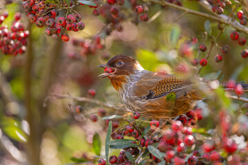Taiwan Barwing endemic bird of Taiwan eating red fruits from the tree
