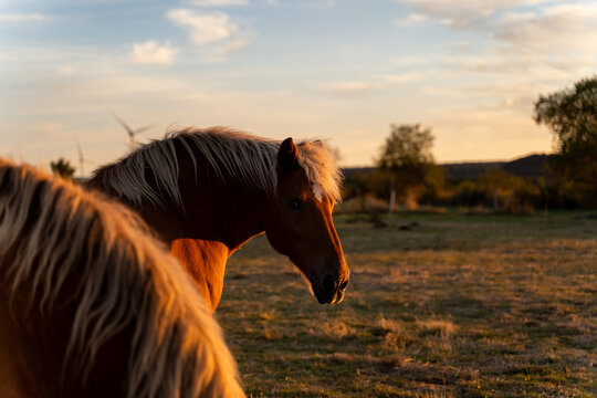 Horses at sunset