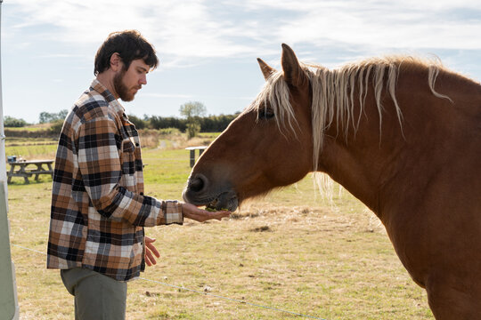 Man feeding horse