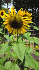 Fototapeta premium sunflower 