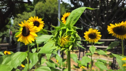 Fototapeta premium sunflowers in the garden