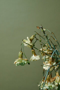 some wilted carnations