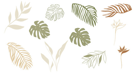 Collection set of Tropical leaves