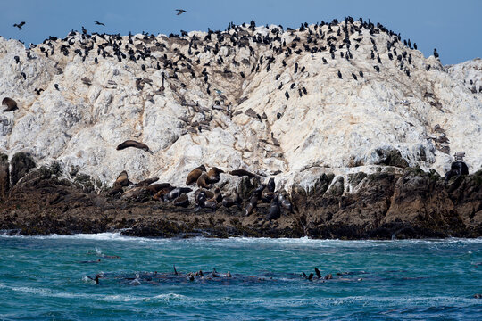 Wildlife in the Ocean