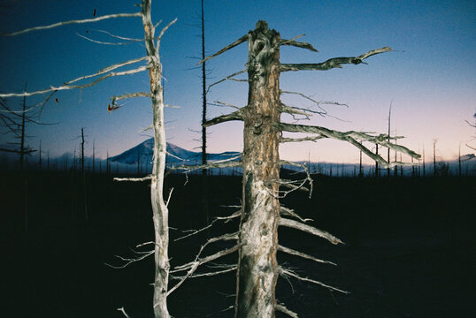 Dead Forest Unique Place Morning Landscape