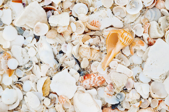 Seashells on Florida Beach