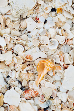 Shells on Florida Beach