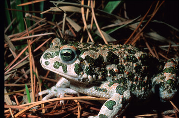 Green toad (Bufo viridis) in a slag heap Baratz Lake, Sassari, Sardinia, Italy