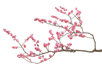 梅の花　3月撮影