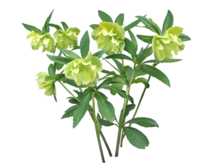 クリスマスローズ　3月撮影