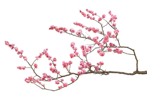 梅の花　3月撮影