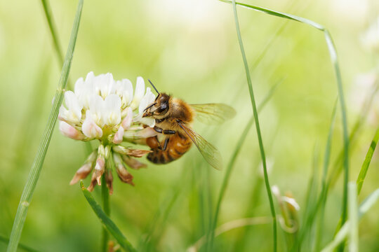 Honey Bee on Clover