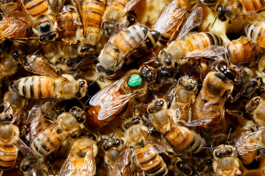 Marked Queen Honey Bee