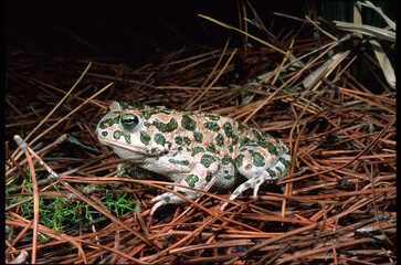 Green toad (Bufo viridis) in a slag heap Baratz Lake, Sassari, Sardinia, Italy