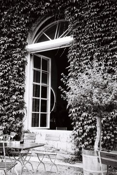 Black and White image of a tall window with ivy all over it.