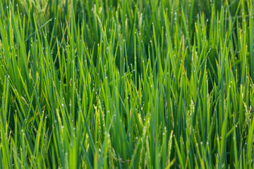 Fototapeta na wymiar Green rice leaves fields with water droplets on the top