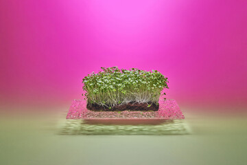 Textured levitating glass with sprouting microgreen under violet light