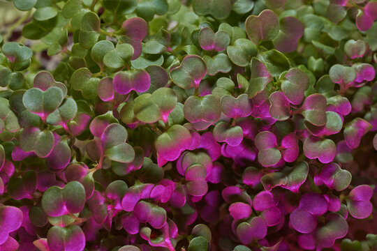 Young green leaves of vegetable sprouts illuminated with violet light
