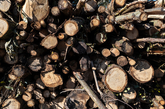 Stack pile of cut down trees